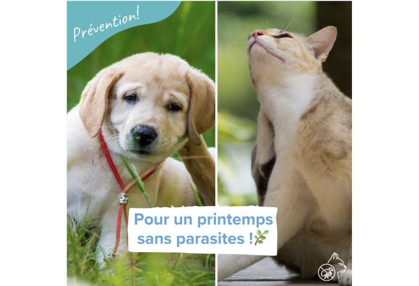 CAMPAGNE DE PREVENTION ANTIPARASITAIRE